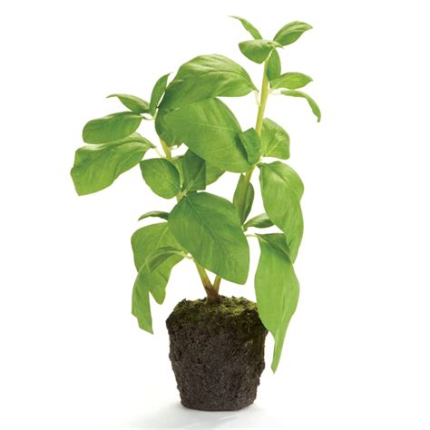 Buy Napa Home & Garden Basil Dropin Faux (Fake) 9" Artificial Faux ...