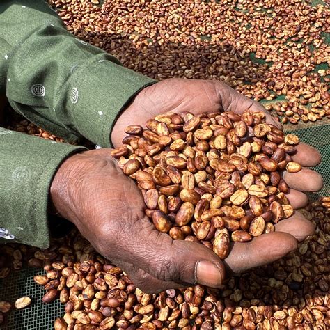 Limited Lots | Coffee Subscription | Black Baza Coffee – Black Baza ...