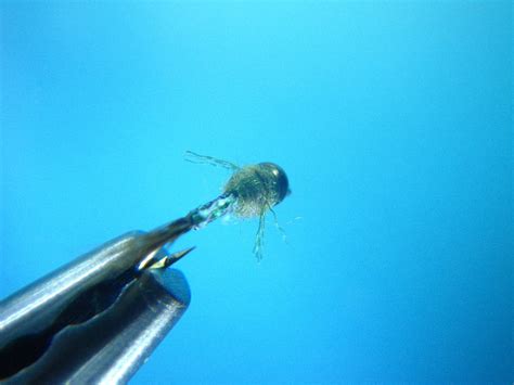 Simple Nymph Patterns Mayfly 的图像结果