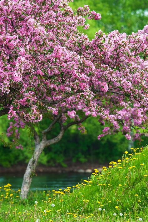 Plants With Pink Blossoms Kwanzan Cherry Blossom Tree Beautiful,