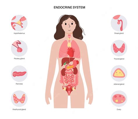 Image result for Endocrine System Drawing
