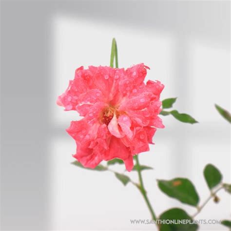 Mini Rose Plant – Santhi Online Plants