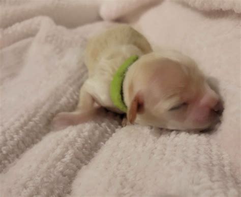 Cockapoo Puppies For Sale | Dog Breeder | My Cockapoo