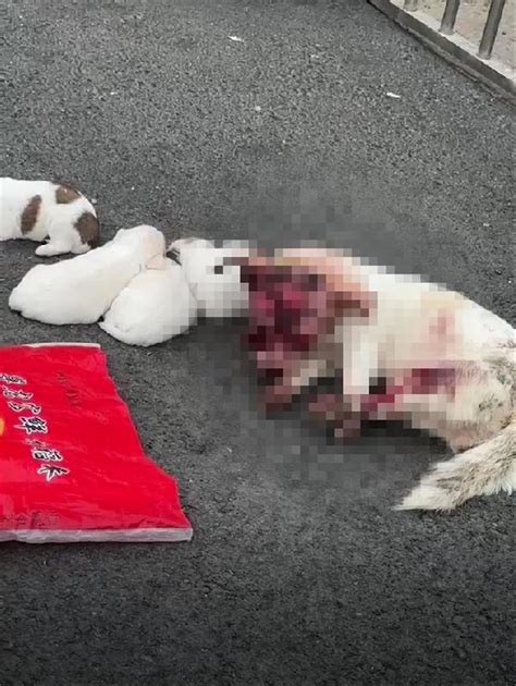 安徽一学校保安打死哺乳期狗妈妈 主人在垃圾桶捡回未睁眼小奶狗|保安-社会新闻_华商网新闻