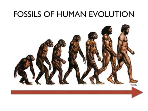 Men Evolution Chart 的图像结果