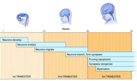 Brain Development 的图像结果