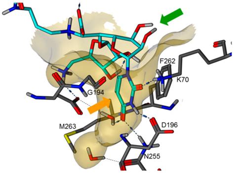Muraymycin Nucleoside Antibiotics: Structure-Activity Relationship for ...
