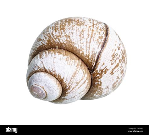 Image result for Pull Shell Off Snail