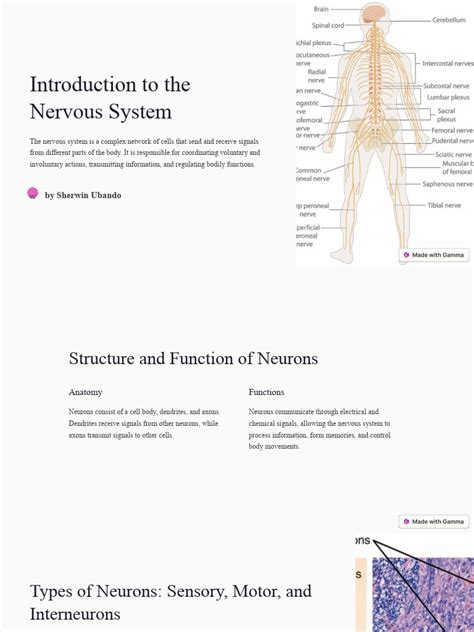 Image result for Nervous System Introduction