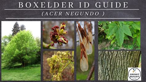 Image result for Maple Tree Identification Guide