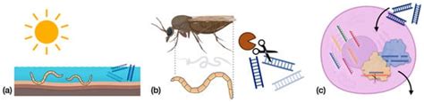 Outlook on RNAi-Based Strategies for Controlling Culicoides Biting Midges