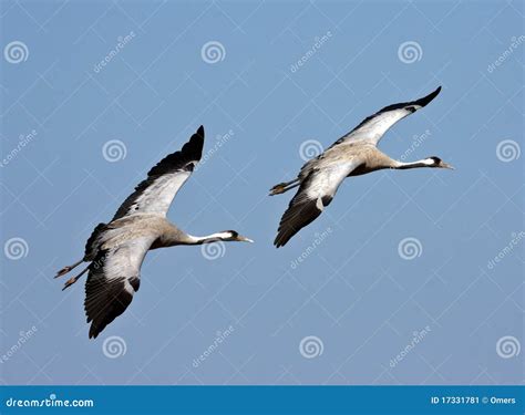 Pair of cranes stock image. Image of animal, neck, nature - 17331781