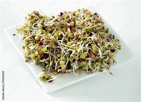 Image result for Radish Seeds Sprouting