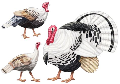 Premium Vector | A set of hand drawn turkey the breed of royal palm turkey