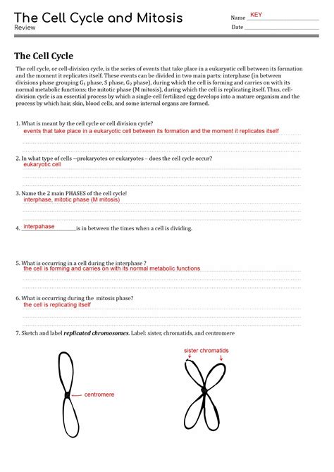 15 the cell cycle worksheet study guide – Artofit