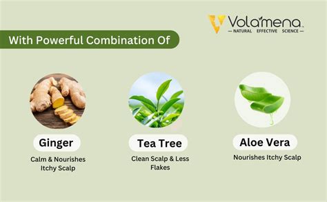 Buy VOLAMENA WITH DEVICE Ginger & Tea Tree Hair Shampoo For Dandruff ...