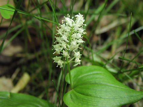 Wildflower: Canada Mayflower (Maianthemum canadense), Allegheny ...