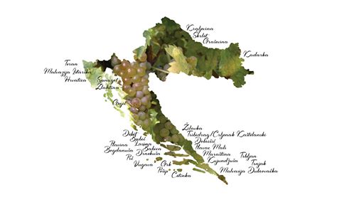 Making Sense of Croatian Grape Varieties - Cheers Croatia Magazine