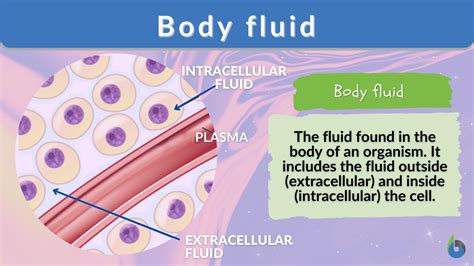 Image result for Transcellular Fluid