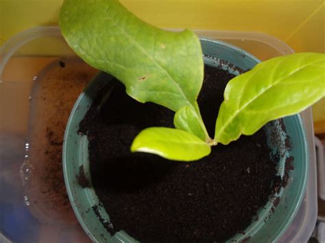 Niftynnifer's Crochet & Crafts: How to Propagate Magnolias ...