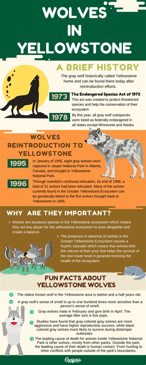Image result for Wolves of Yellowstone Changing Ecosystem