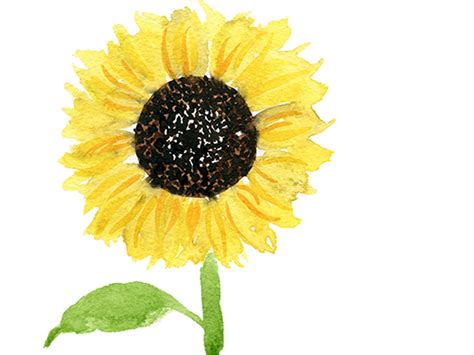 Image result for Watercolour Sunflower Tutorial