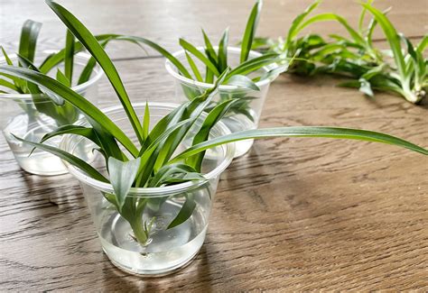 How to Easily Propagate a Spider Plant - Made by Carli