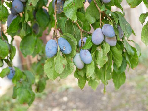 Image result for Root Rot Plum Tree