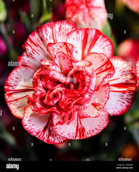 Beautiful red carnation flower hi-res stock photography and images - Alamy