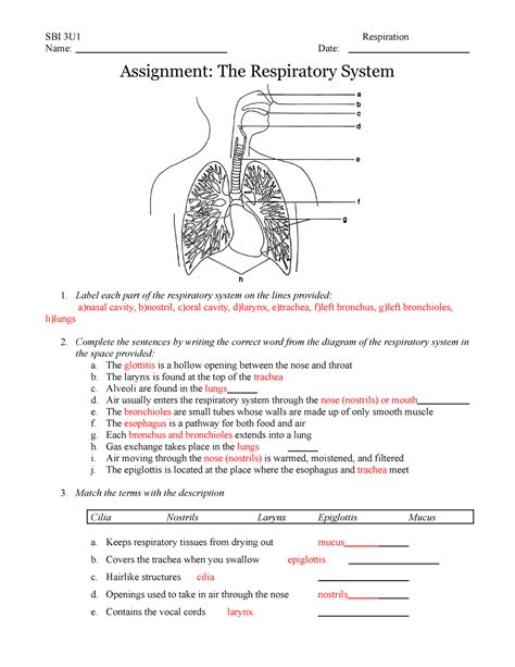 Respiratory System