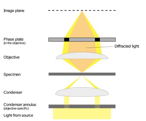 Image result for Phase Ring Alignment