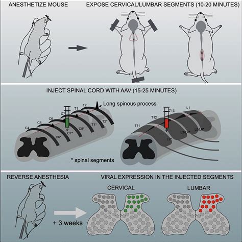 Image result for Mouse Intramuscular Injection