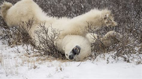 ‘Bear-dar’: This tech uses AI to reduce the risk of dangerous polar bear encounters in the ...