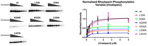 The Open Question of How GPCRs Interact with GPCR Kinases (GRKs)