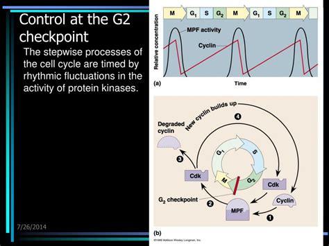 Image result for Cell Cycle Control Systems