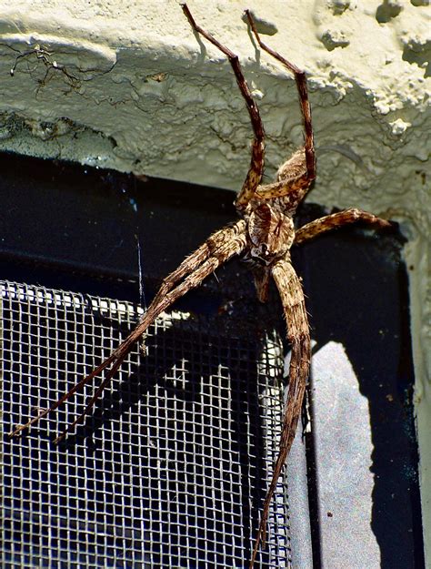 Giant Crab Spider Giant Crab Spider (Heteropoda Venatoria) Picture