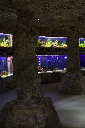 Aquarium. Courtesy of Regional Natural History Museum of Plovdiv ...