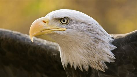 Most Famous Wildlife Photos at Linda Comstock blog