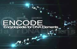 Image result for ENCODE Genome