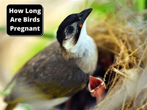 Image result for How Do Birds Reproduce