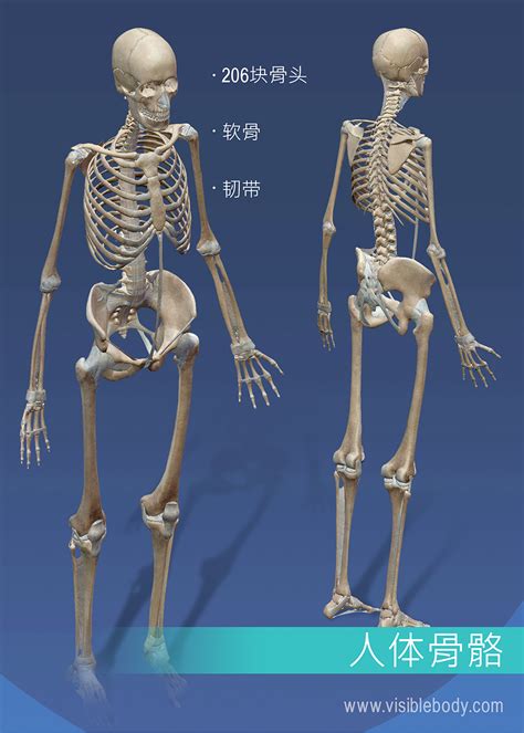 学习骨骼系统解剖学