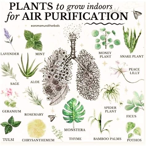5 powerful air purifying plants to clean the air in your home – Artofit