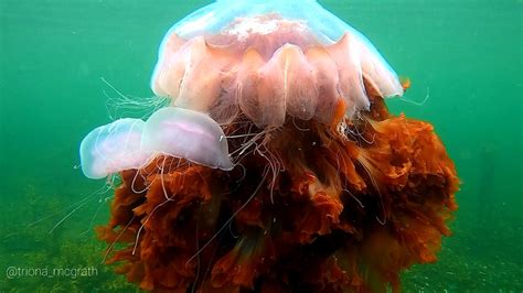 What Do Jellyfish Eat