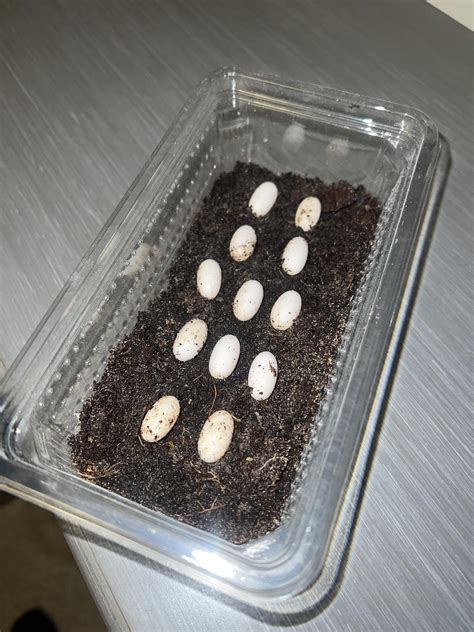 Another successful small clutch of eggs laid today! Swipe right to see ...