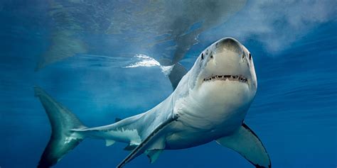 10 Facts About Great White Sharks National Geographic Kids