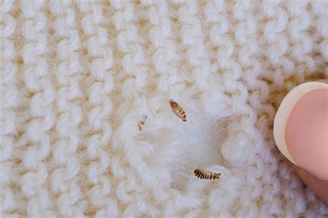 How to Identify and Get Rid of Clothes Moths in Your Home - Dengarden