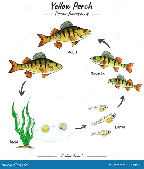 Different Stages Of Fish Life Cycle - Free Math Worksheet Printable