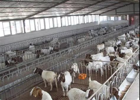 养羊50只利润多少可以一年赚多少钱-养殖业-去哪铺