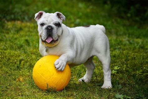 Dog Playing With Ball