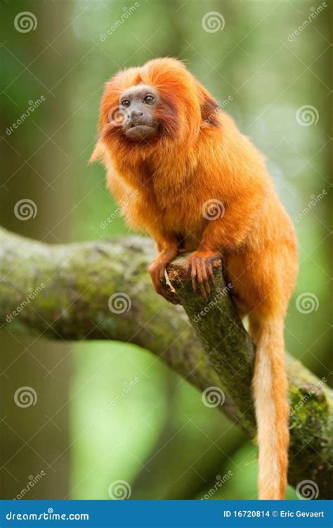 Golden lion tamarin stock photo. Image of group, leontopithecus - 16720814